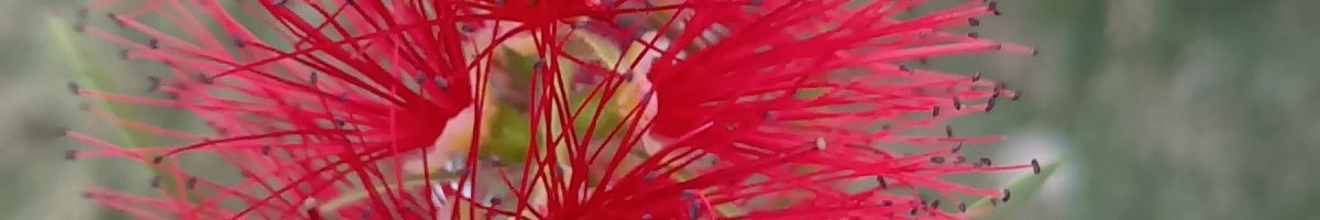 rohit_123