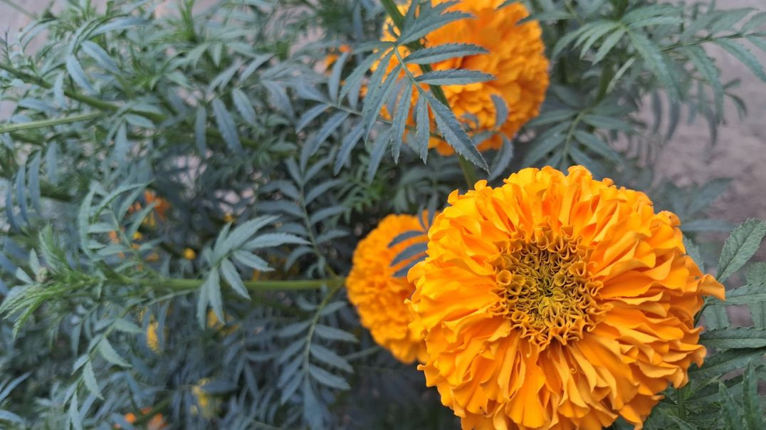 ⁣100 views  #shorts #viral