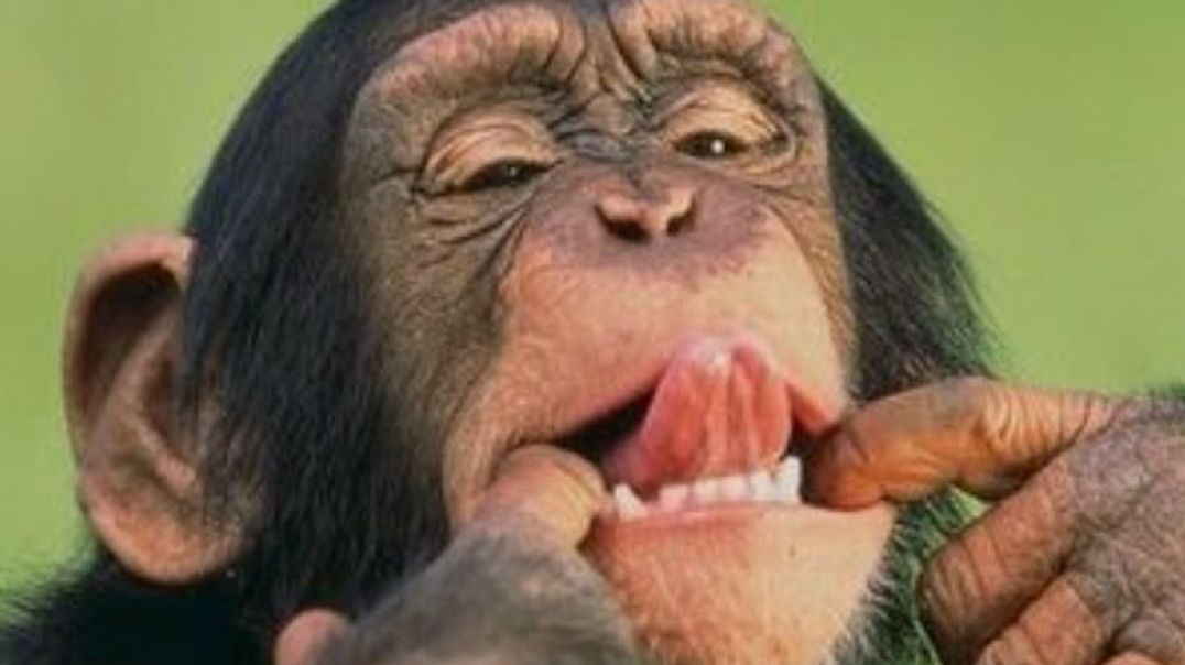 Dekhha_Tenu___Mr rajkumar raw