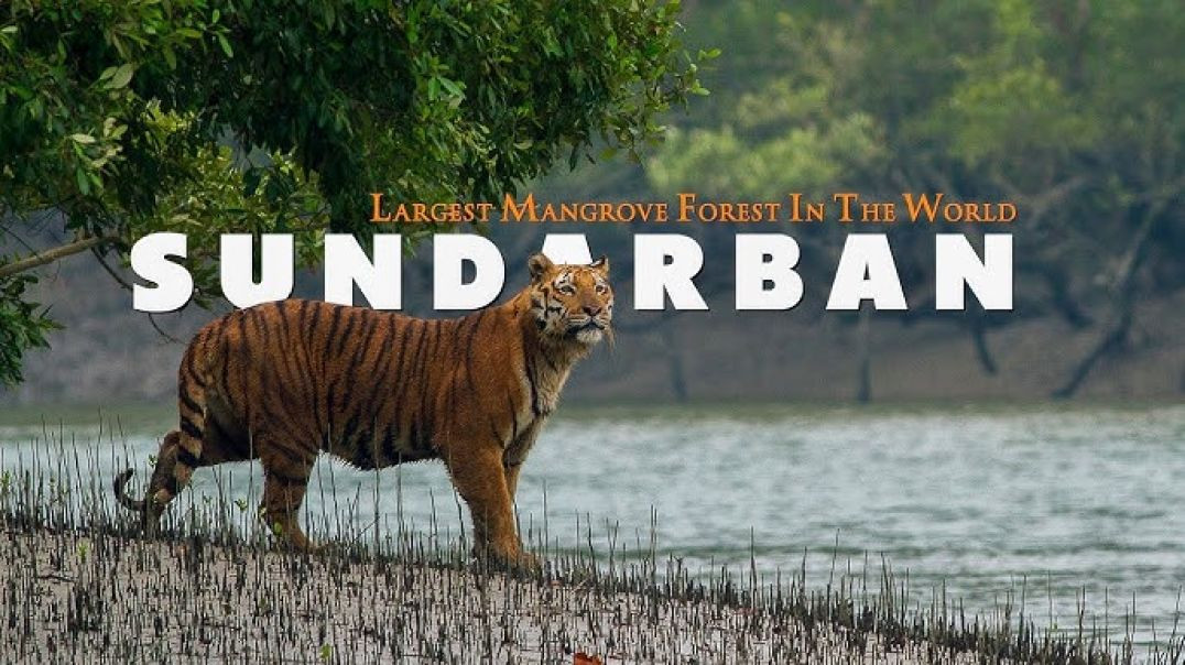 Sundarban Shorted _travel _sundarban _tourisam