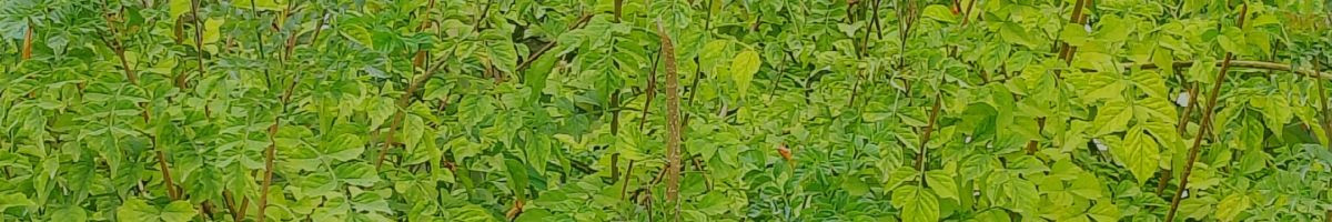 Girdhari_kumawat_Dasori