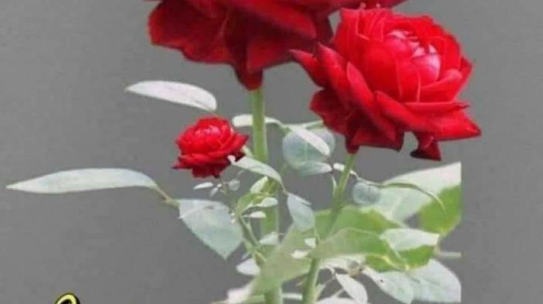 VID_20260106_035231_442