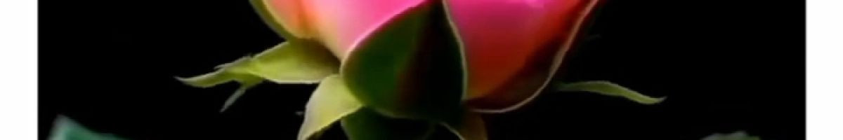 111124641653147825643 