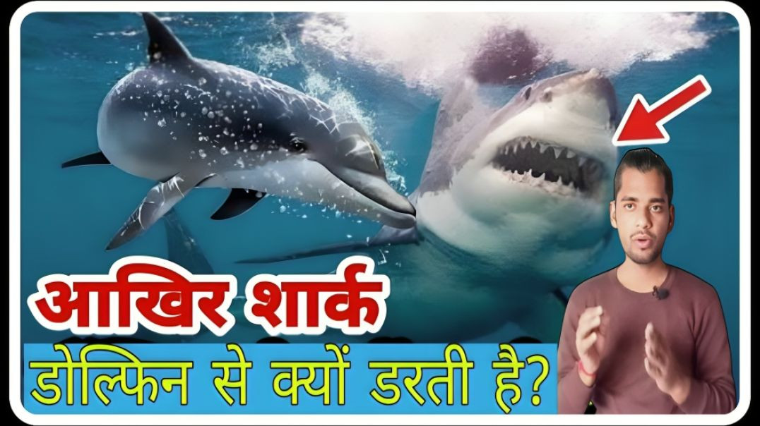 ⁣Why are SHARKS afraid of DOLPHINS || Sharks Dolphin se kyo darti hai ll AC Prashant