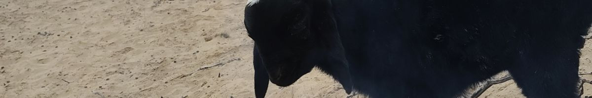 115962129968762464180 