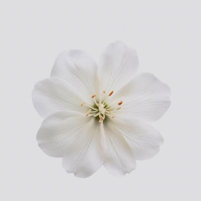 officialsong88 officialsong88