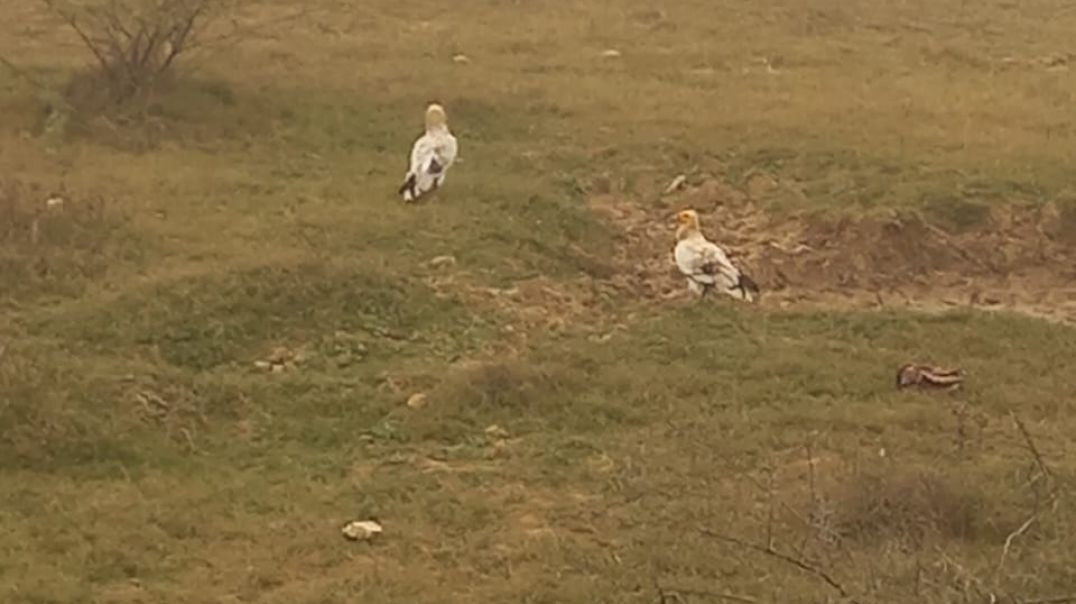 ⁣पैसे पैसे 💸💸💰🤑🤑💰💸🏏🏏🏏 India match