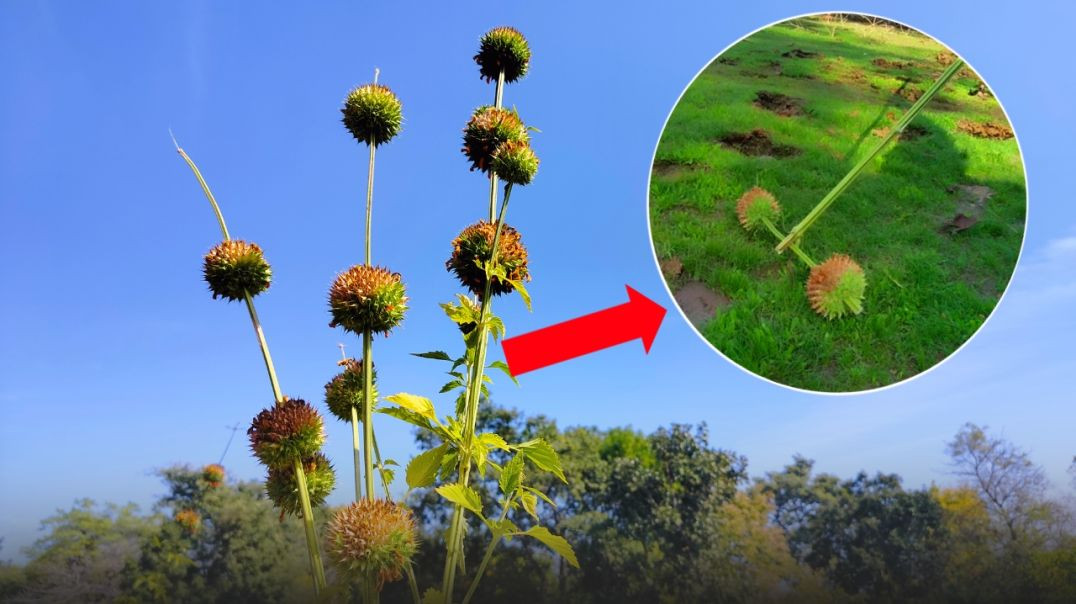 ⁣Kanta Ra Khelana Jangalia Pila mannakar Odisha ka