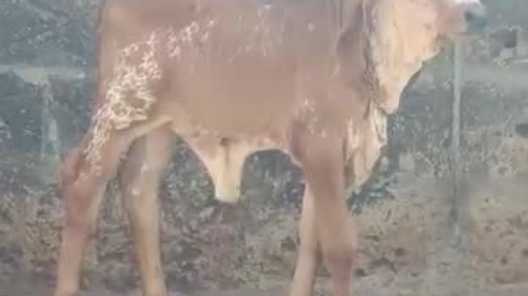 ગીર વાછડી