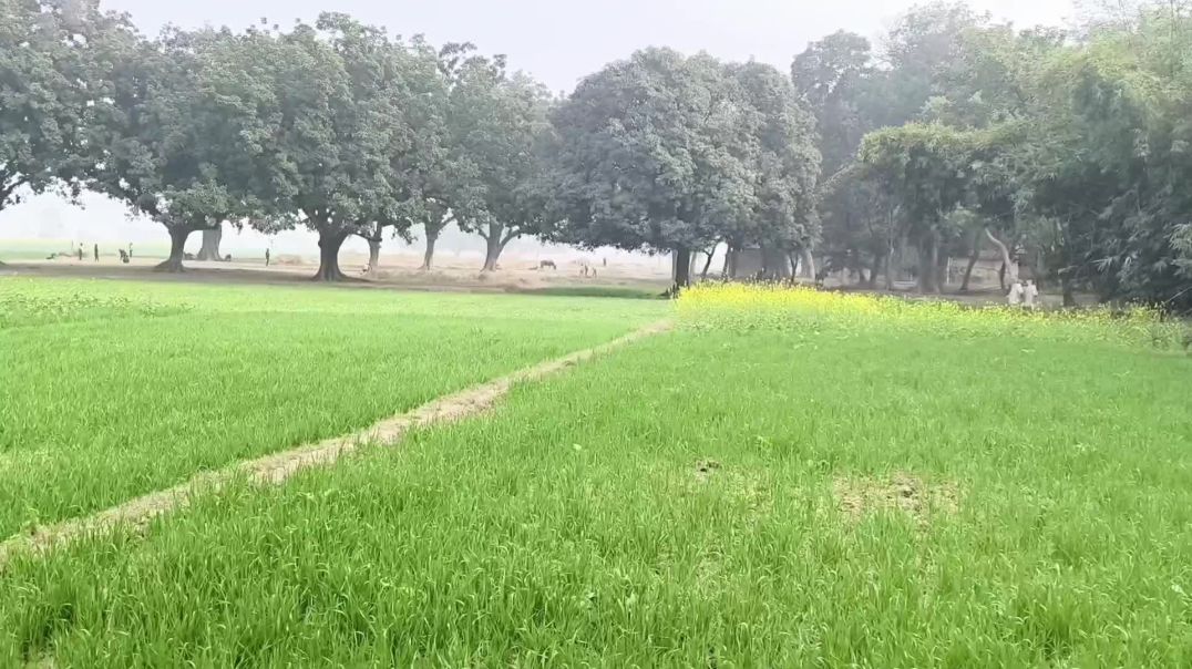 010102_1767253404866