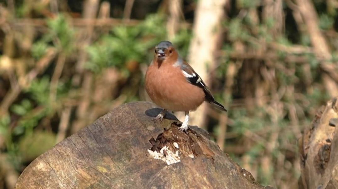 ⁣♥️😭 Beautiful Lovely Bird Wildlife Nature video