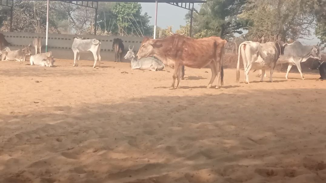 ⁣गो शाला बलोक