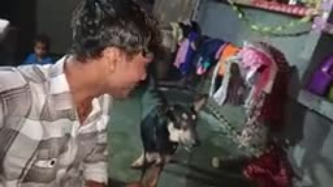 Dog_🐕_Prank_On_The_Mirror_🪞__dog_कॉमेडी_ऑन_द_mirror_🐕😂😂_MP4_144p