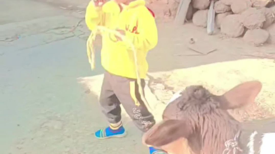 VID_20260129_023745_095_bsl