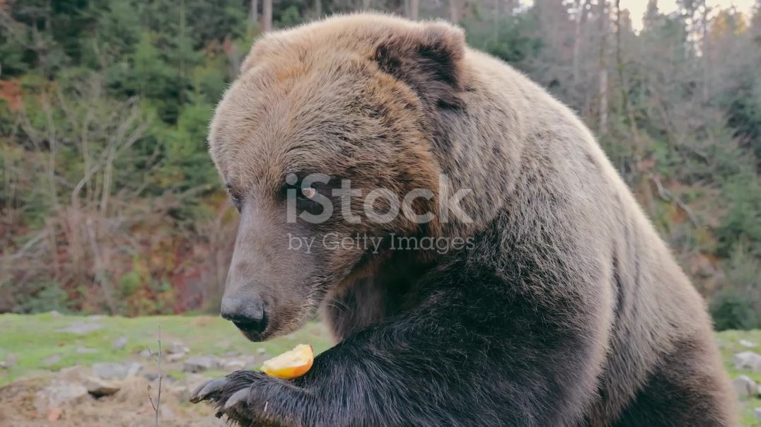 ⁣Bhalu jungle ka Jabra Raja/ भालू_ जंगल का झबरा राजा! 2025-11-11