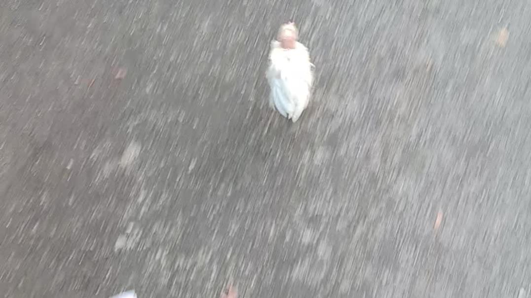 ⁣Doston dekhiae Ghar ke chhat ke upar makki ka baccha Ghar ke chhat ke upar murgi ka baccha