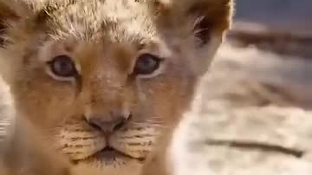 ⁣Sher life line ki kahani