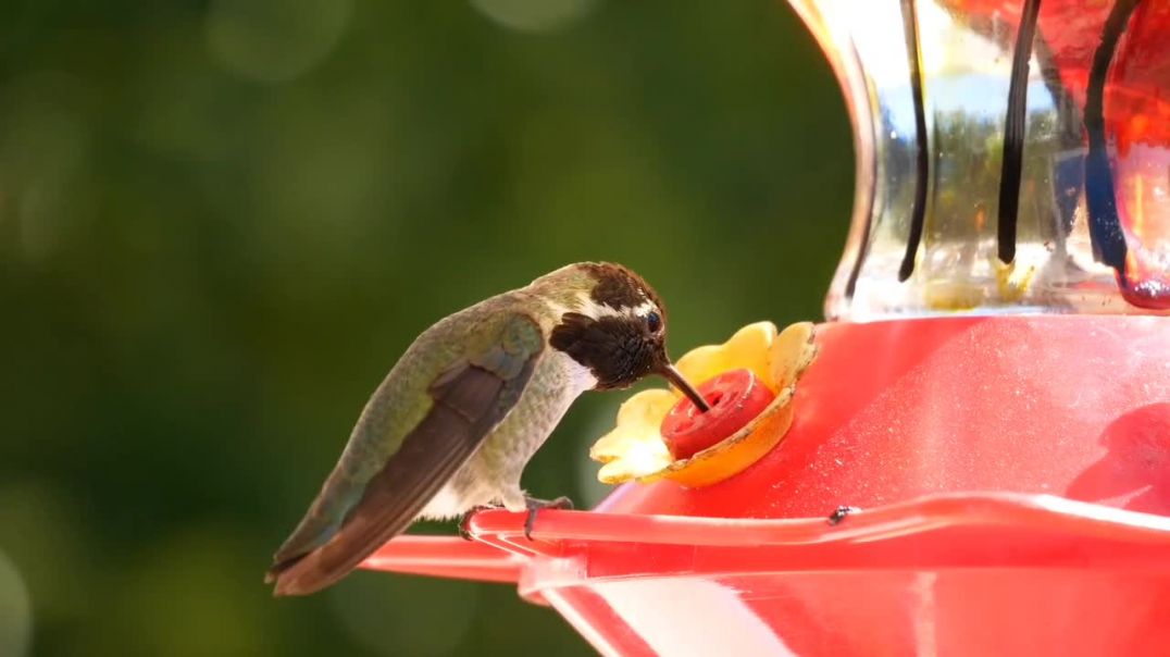 ♥️ Beautiful Birds  flying bird 🐦🐦