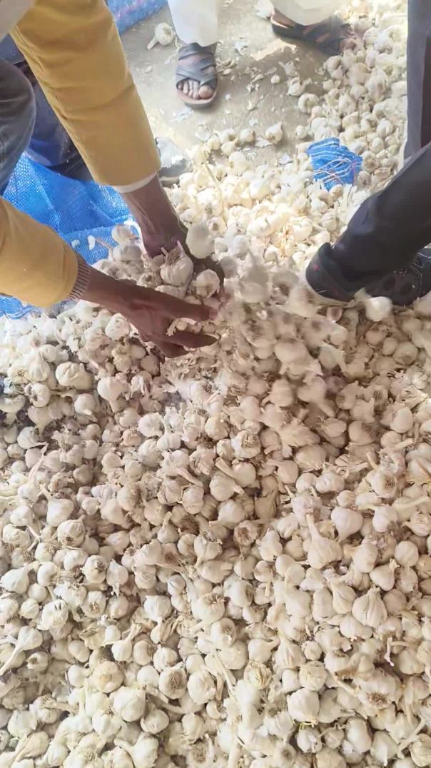 Aaj का लहसुन मंडी भाव