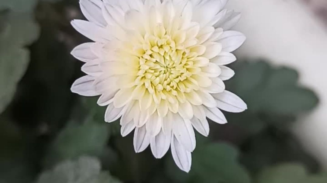 ⁣My lovely garden #trending #gardning #viral