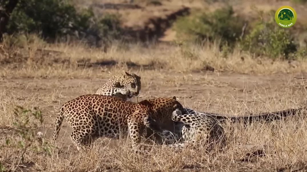 ⁣खतरनाक शिकारियों की दिल दहलाने वाली लड़ाई  Deadliest Battles Between Carnivores_1080p