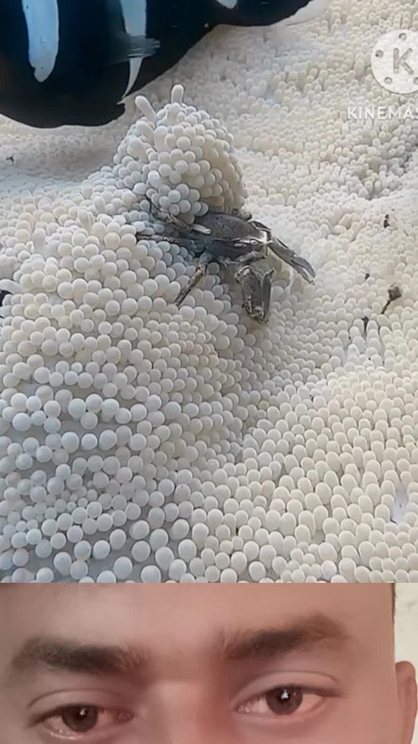 Samander mein machhali