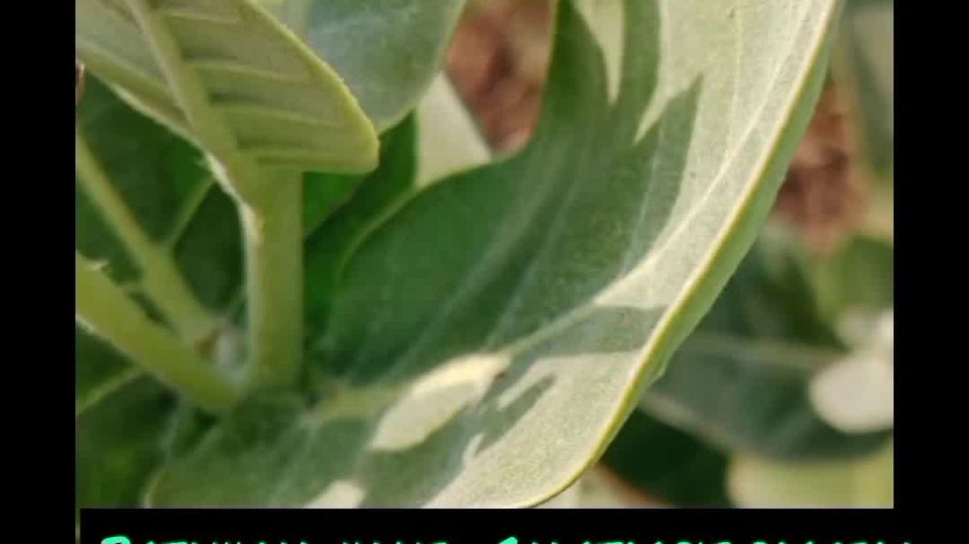 video_20251214_163105_edit