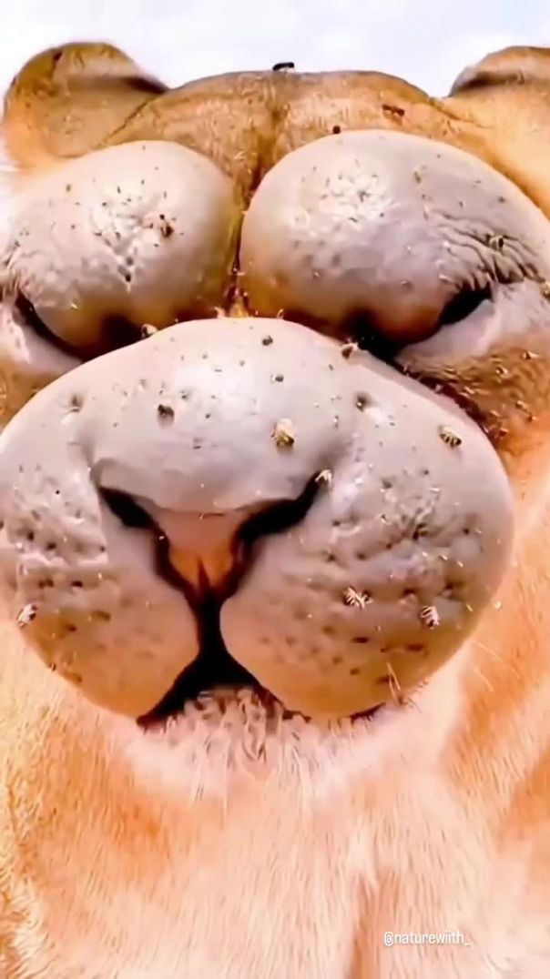 Madhumakhi vs Lion 🦁