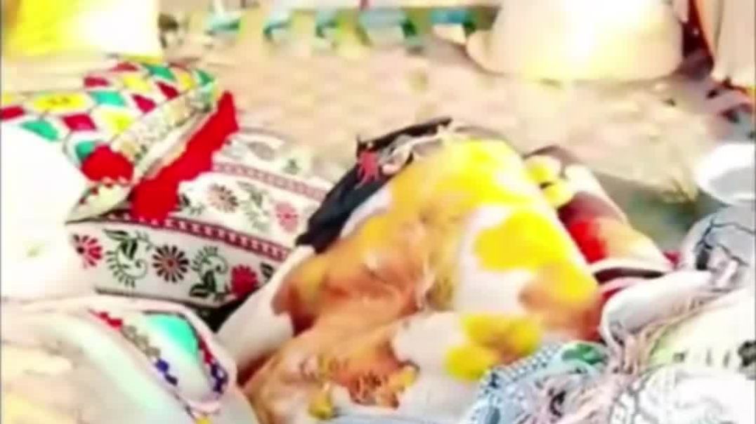 ⁣पाकिस्तान में भी अन्नपूर्णा मुहिम चालू हो गया हो