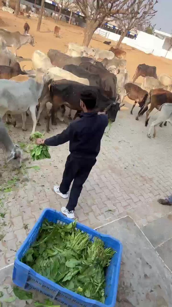 Gau mata