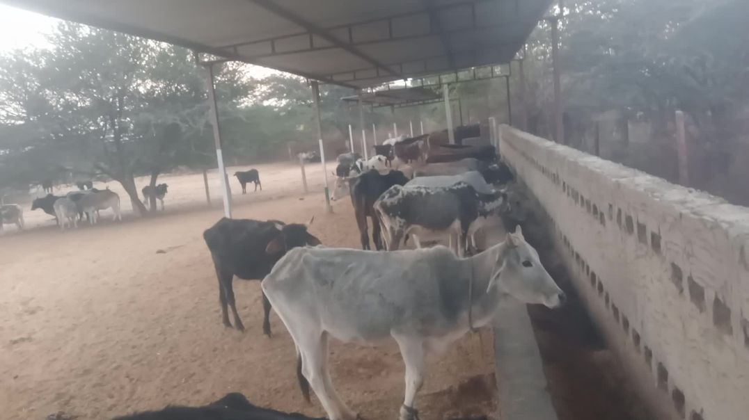 ⁣गो सेवा बलोक