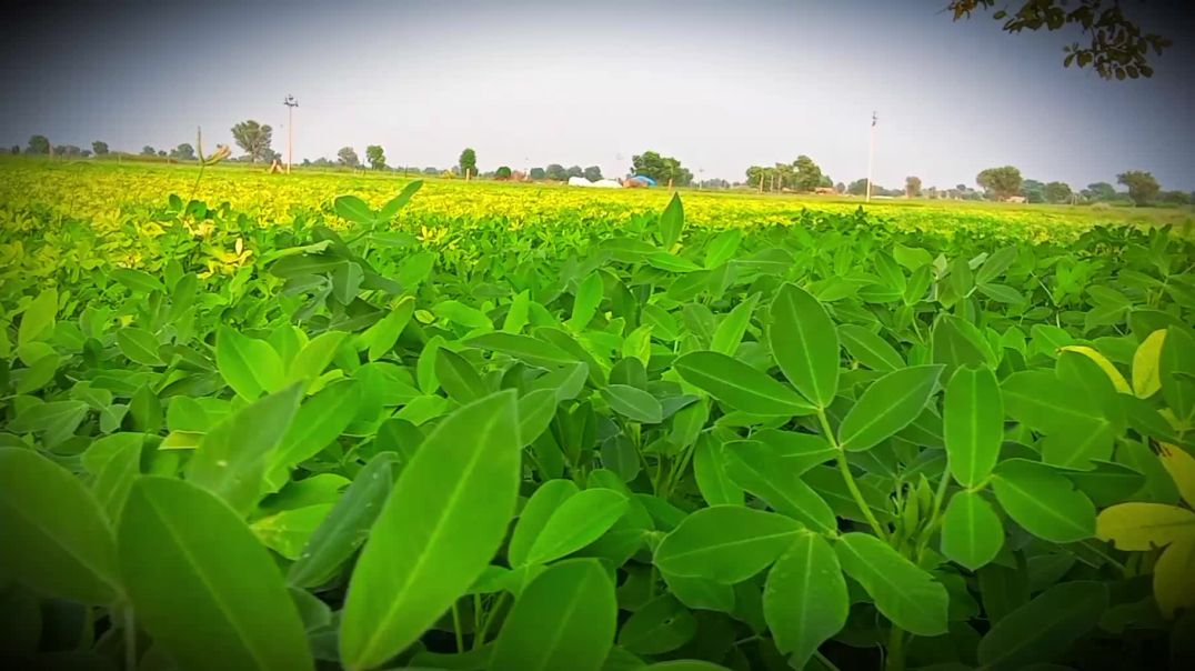 मुंगफली