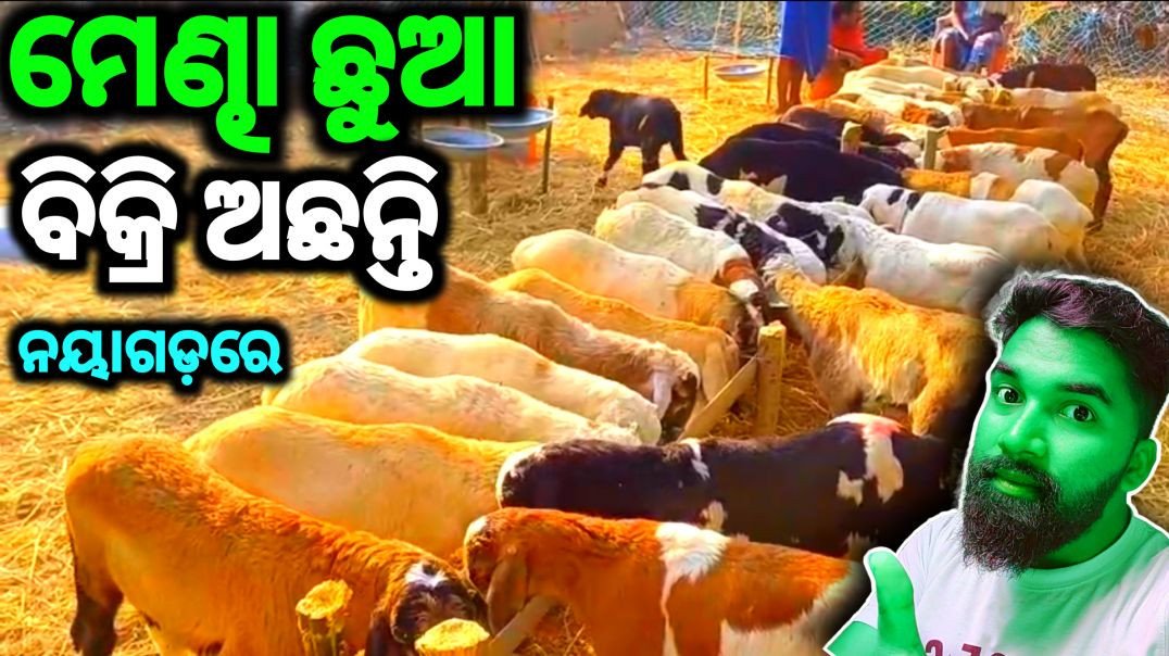 ⁣Mendha chhua sells video//sheep selling