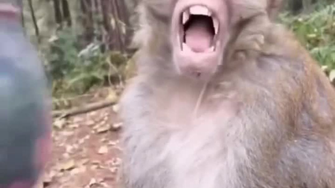 ⁣Funny monkey 🐵🐒 video