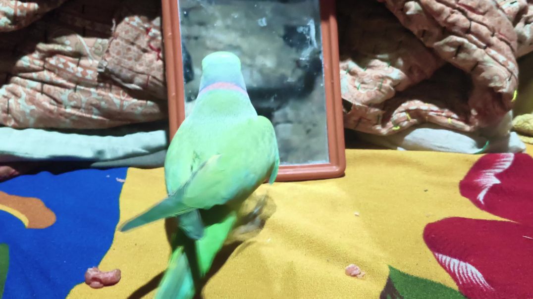 ⁣video bolane wala tota