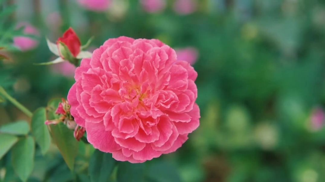 ⁣♥️ Beautiful Nature Flower Landscape Video 🌺🌺🌺