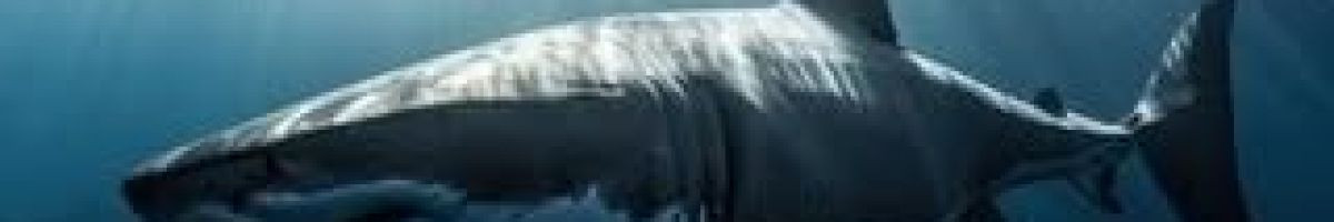 ocean_discovery ocean_discovery