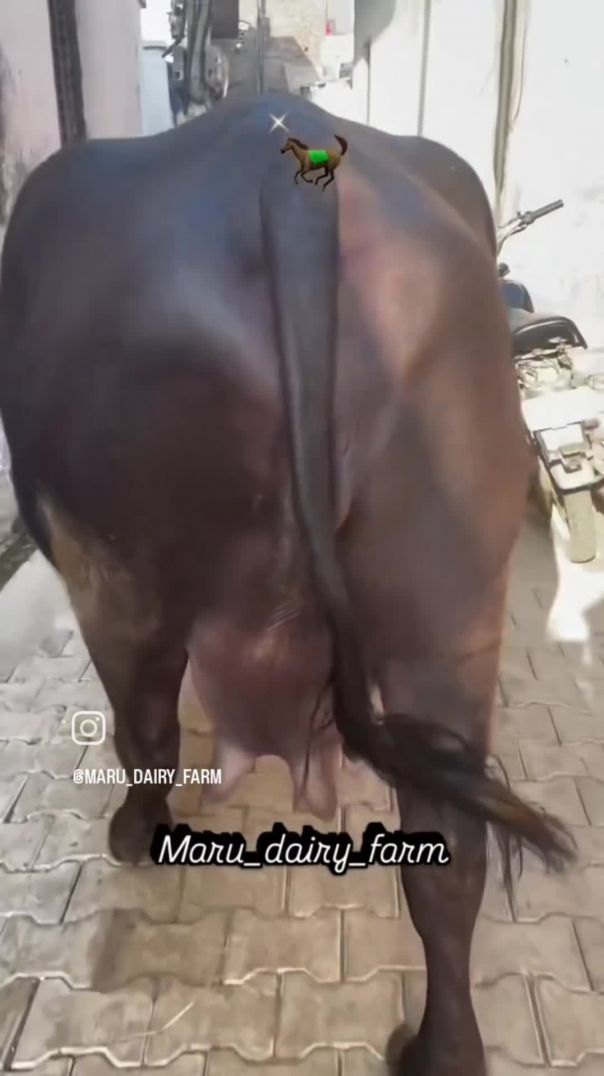 VID_20260127_064536_292