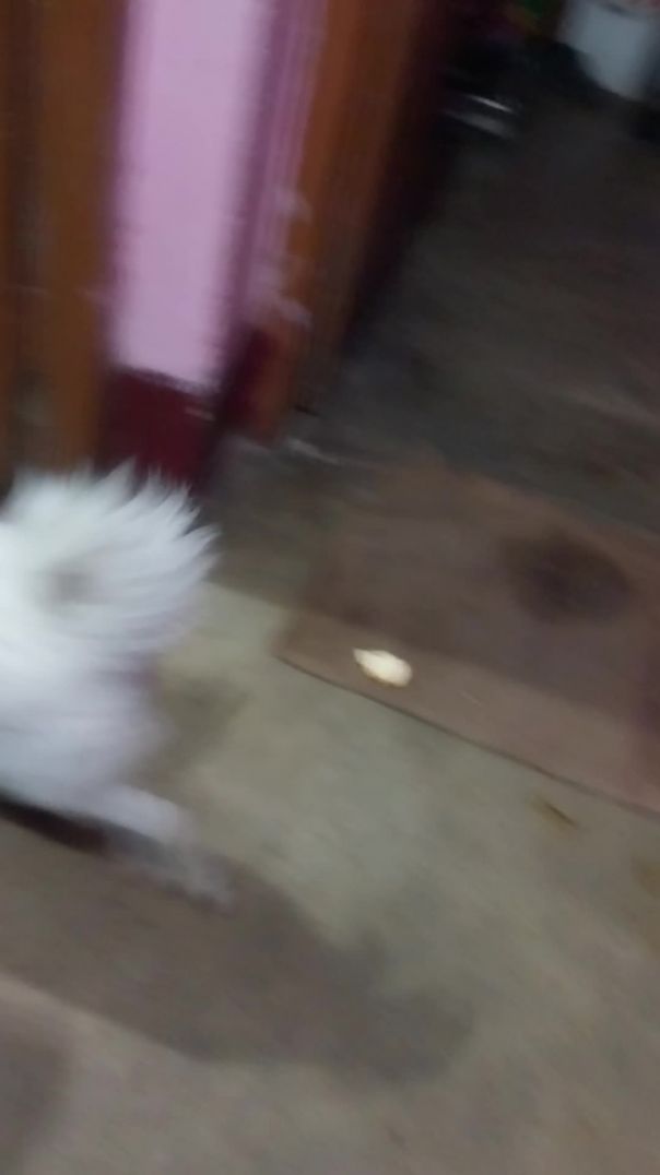 Bulane par bhi nahi aa rahi thi, phir kya hua? 😱🐕