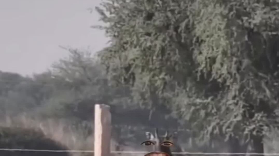 VID_20251231_060231_063