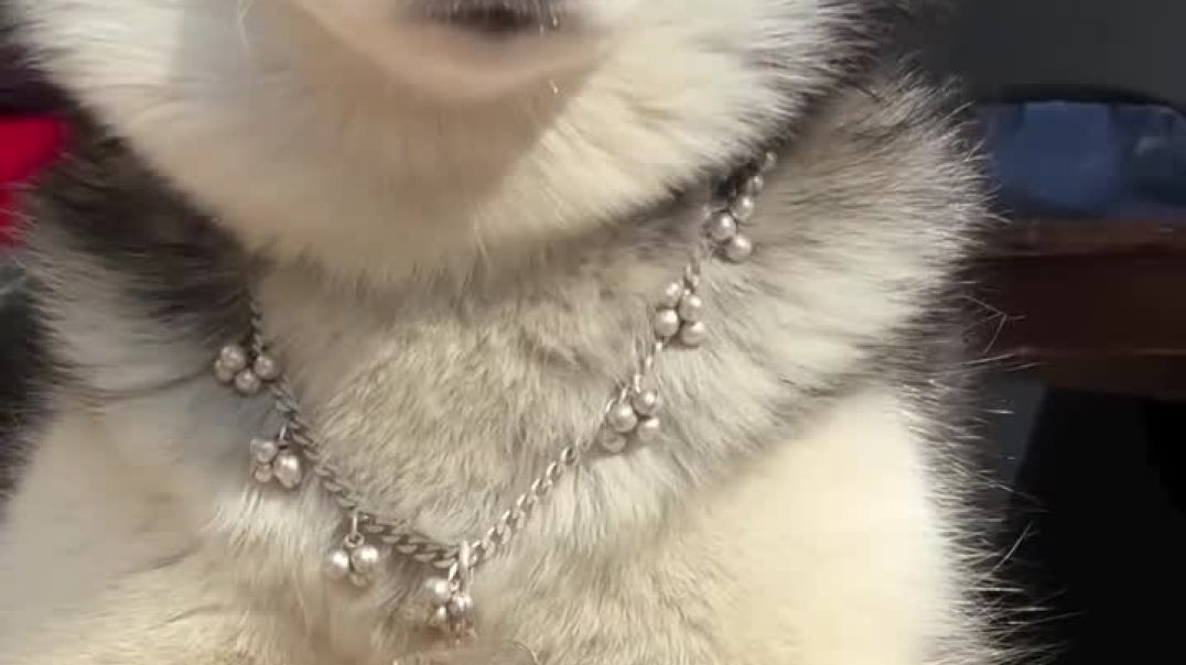 ⁣anna_wolf_husky-20260105-0001