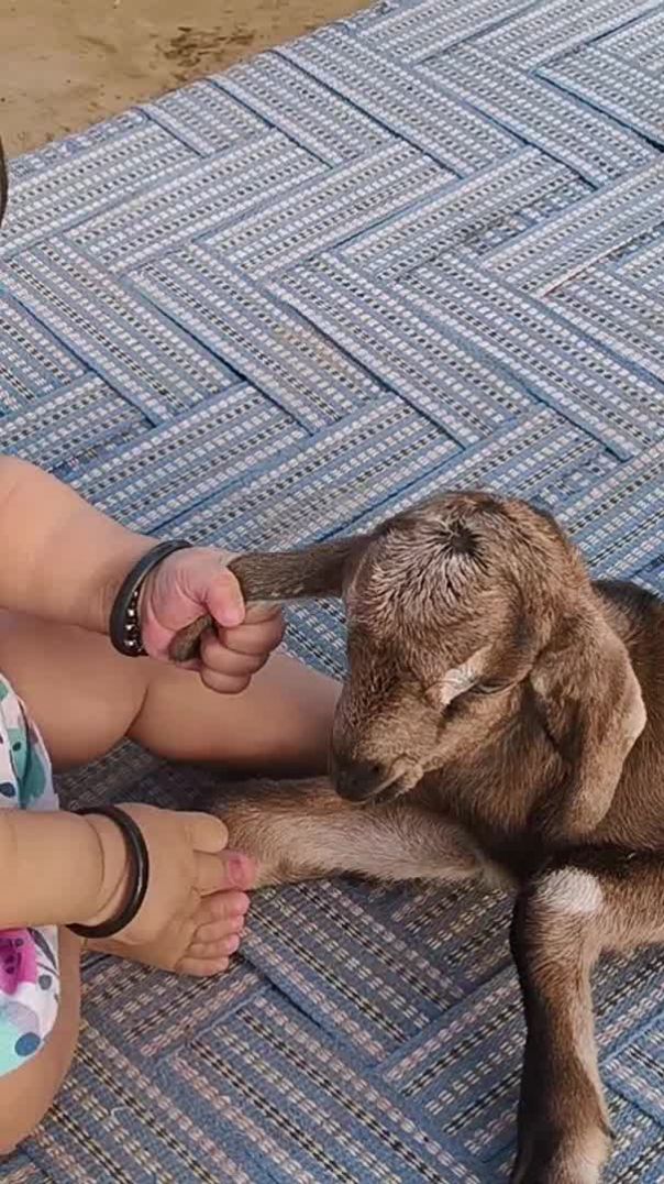Baby ki Bakri ke sath masti