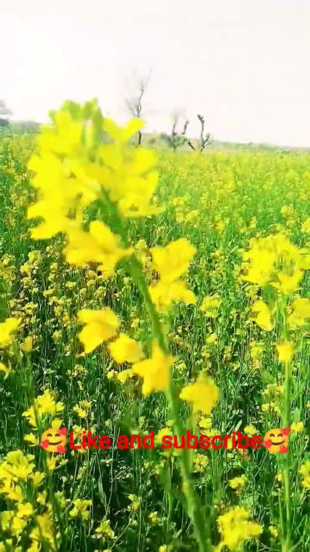 #sufibaeth #music #song