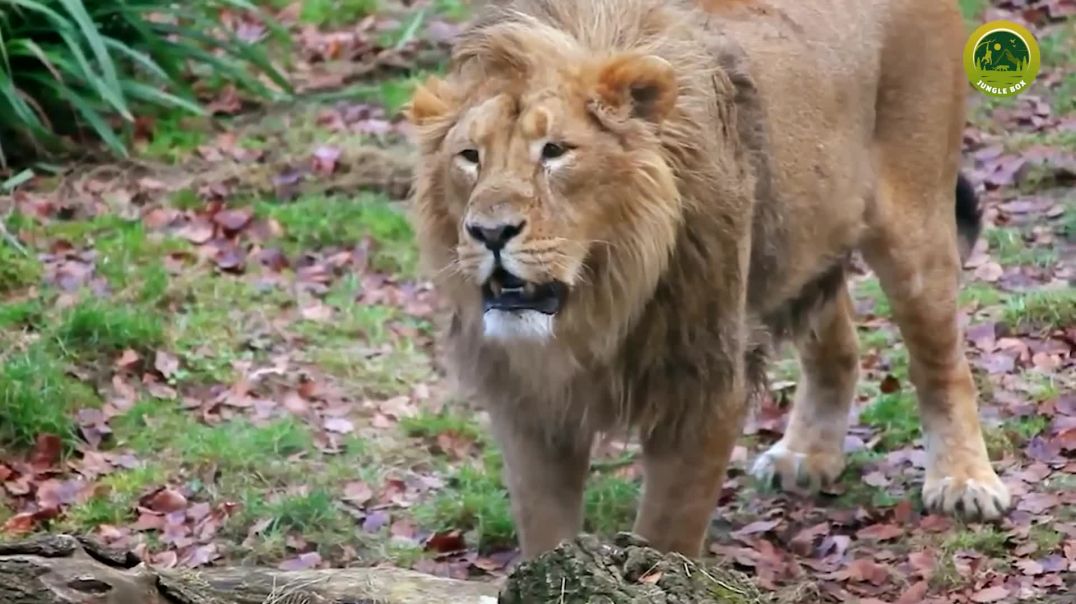 ⁣शिकारी जानवरो की दिल दहला देने वाली लड़ाई  Most Dangerous Fights Between Predators_1080p