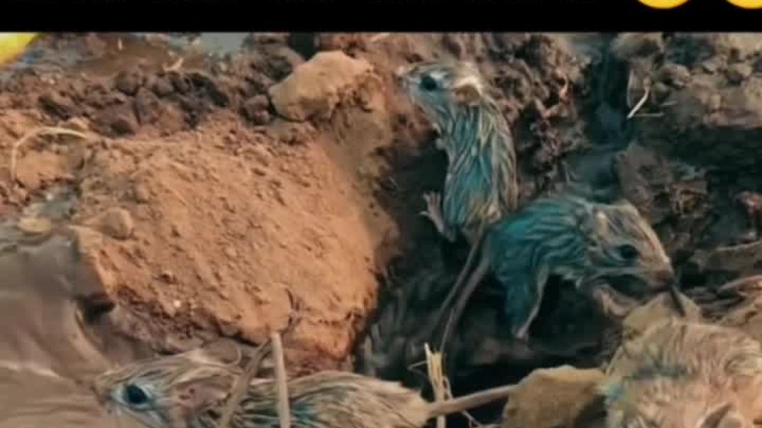 VID_20251211_180830_777