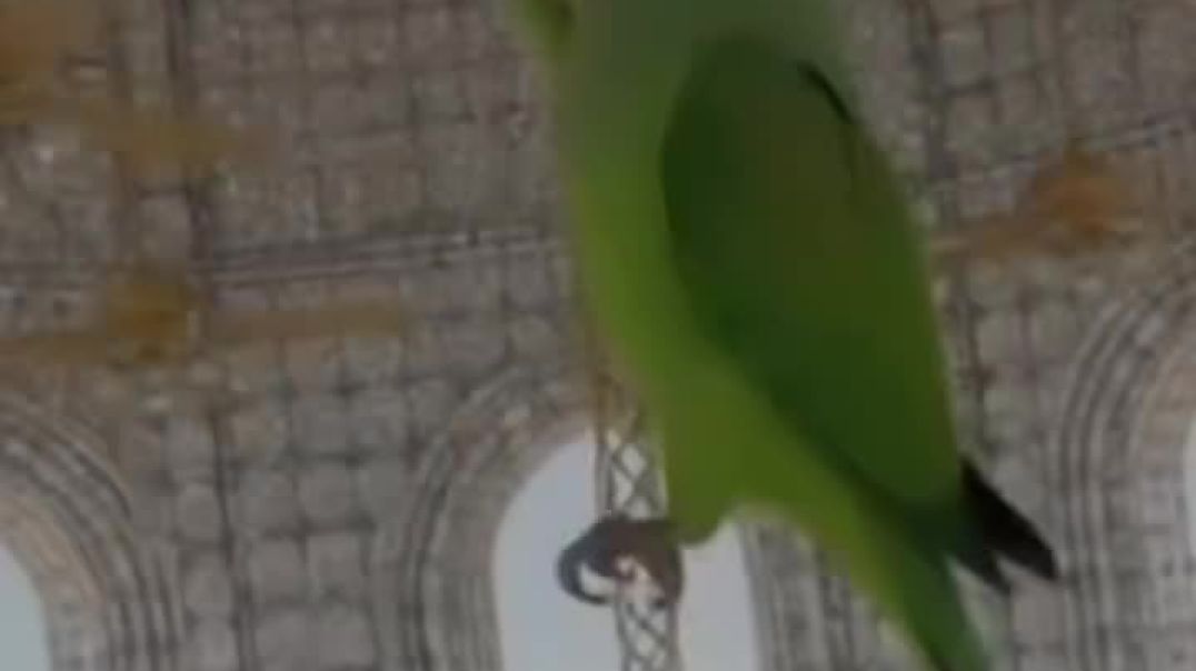 VID_20251231_011134_010