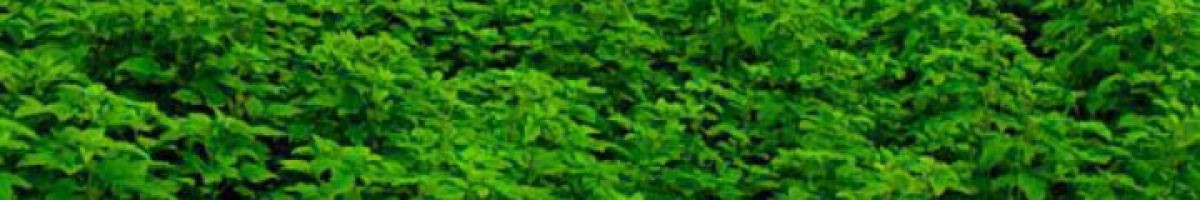 115371413583914481997 