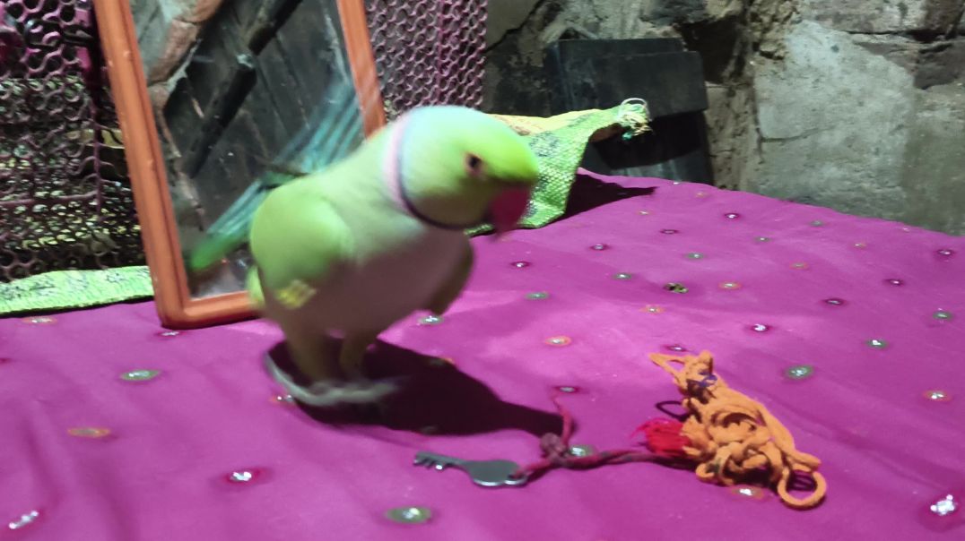 ⁣bolane wala tota my papa carnival tota bacchon ke liye best kahani