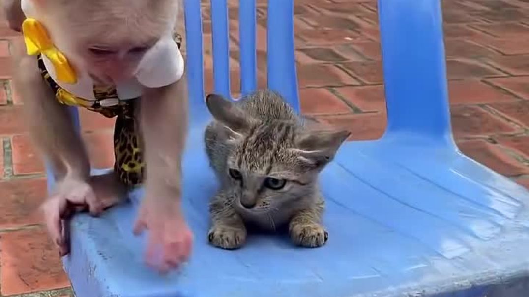 ⁣Funny cat video 🤣🤣