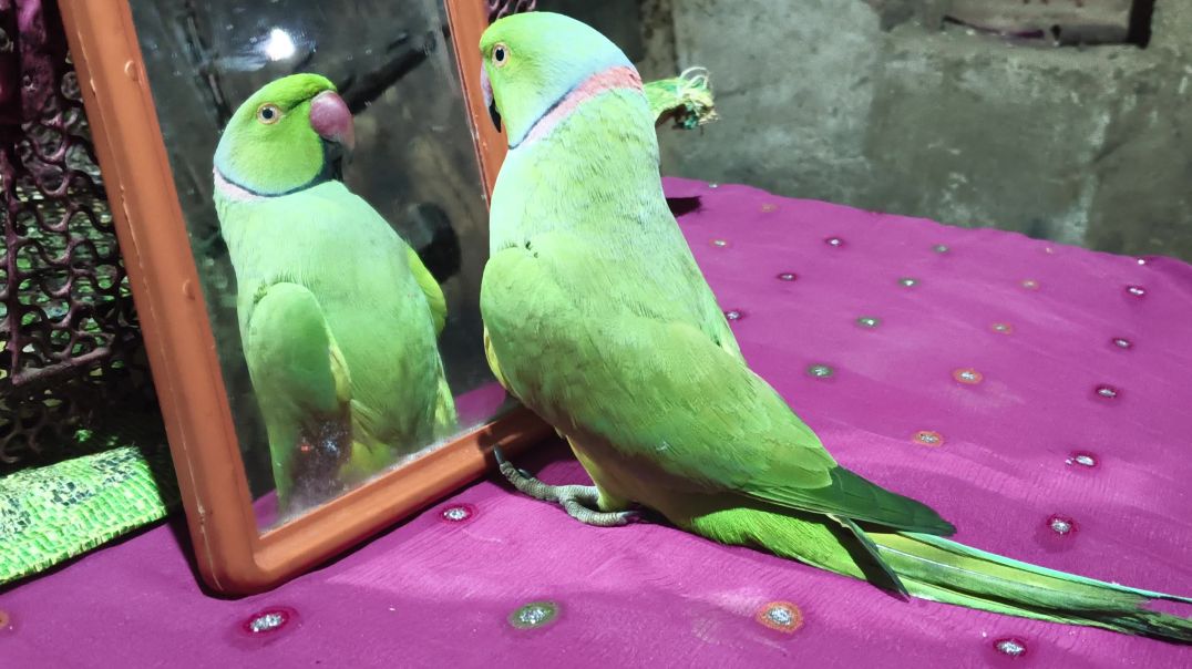 ⁣bolane wala tota mummy papa bacchon ke liye kahani